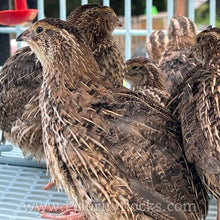 Load image into Gallery viewer, Jumbo Coturnix Quail (Feather Sexable) Hatching Eggs