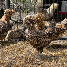 Load image into Gallery viewer, Candy Corn Polish (Gallus gallus)