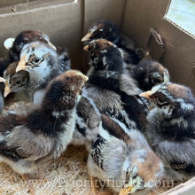 Load image into Gallery viewer, Double Silver Laced Barnevelder - Hatching Eggs
