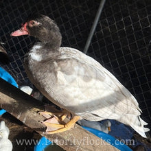 Load image into Gallery viewer, Muscovy - Bronze/Lilac (Duckling)