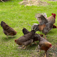 Load image into Gallery viewer, German Bielefelder (Gallus gallus)
