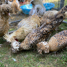 Load image into Gallery viewer, Candy Corn Polish (Gallus gallus)