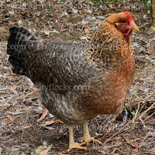 Load image into Gallery viewer, German Bielefelder (Gallus gallus)