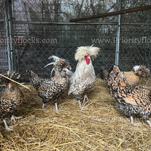 Load image into Gallery viewer, Candy Corn Polish (Gallus gallus)