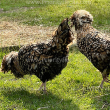 Load image into Gallery viewer, Candy Corn Polish (Gallus gallus)