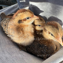 Load image into Gallery viewer, German Bielefelder (Gallus gallus)