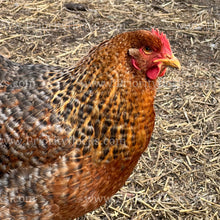 Load image into Gallery viewer, German Bielefelder (Gallus gallus)