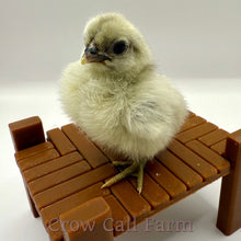 Load image into Gallery viewer, Serama (Splash) - Day Old Chick