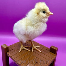 Load image into Gallery viewer, Buff Polish - Day Old Chick