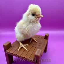 Load image into Gallery viewer, Buff Polish - Day Old Chick