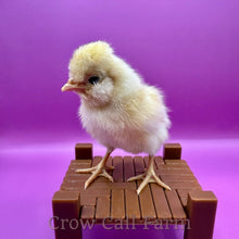 Load image into Gallery viewer, Buff Polish - Day Old Chick