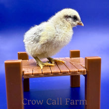 Load image into Gallery viewer, Serama (Splash) - Day Old Chick