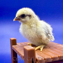 Load image into Gallery viewer, Serama (Splash) - Day Old Chick