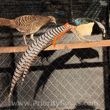 Load image into Gallery viewer, Lady Amherst Pheasant (Chick)