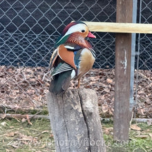 Load image into Gallery viewer, Mandarin Duck (Young Adult)