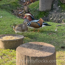 Load image into Gallery viewer, Mandarin Duck (Young Adult)