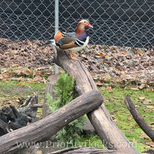 Load image into Gallery viewer, Mandarin Duck (Young Adult)