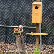 Load image into Gallery viewer, Mandarin Duck (Young Adult)
