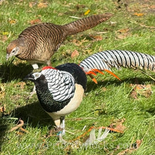 Load image into Gallery viewer, Lady Amherst Pheasant (Chick)