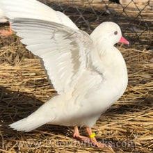 Load image into Gallery viewer, White Mandarin Duck (Young Adult)