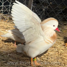 Load image into Gallery viewer, White Mandarin Duck (Young Adult)