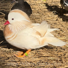 Load image into Gallery viewer, White Mandarin Duck (Young Adult)