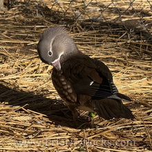 Load image into Gallery viewer, Mandarin Duck (Young Adult)