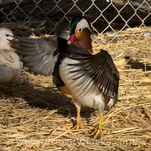 Load image into Gallery viewer, Mandarin Duck (Young Adult)