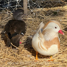 Load image into Gallery viewer, White Mandarin Duck (Young Adult)