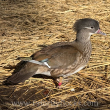 Load image into Gallery viewer, Mandarin Duck (Young Adult)