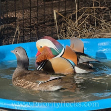 Load image into Gallery viewer, Mandarin Duck (Young Adult)