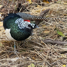 Load image into Gallery viewer, Lady Amherst Pheasant (Chick)