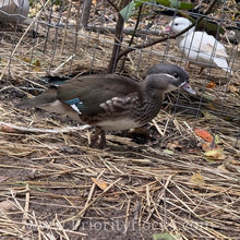 Load image into Gallery viewer, Mandarin Duck (Young Adult)