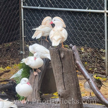 Load image into Gallery viewer, White Mandarin Duck (Young Adult)