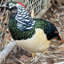 Load image into Gallery viewer, Lady Amherst Pheasant (Chick)