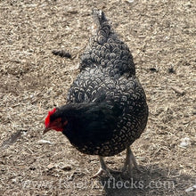 Load image into Gallery viewer, Double Silver Laced Barnevelder - Hatching Eggs