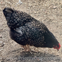 Load image into Gallery viewer, Double Silver Laced Barnevelder - Hatching Eggs