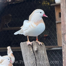 Load image into Gallery viewer, White Mandarin Duck (Young Adult)