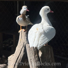 Load image into Gallery viewer, White Mandarin Duck (Young Adult)