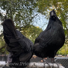 Load image into Gallery viewer, Ayam Cemani - Day old Chick