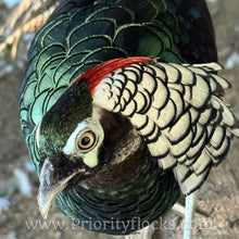 Load image into Gallery viewer, Lady Amherst Pheasant (Chick)