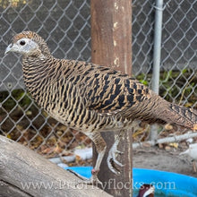 Load image into Gallery viewer, Lady Amherst Pheasant (Chick)