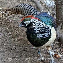 Load image into Gallery viewer, Lady Amherst Pheasant (Chick)