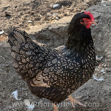 Load image into Gallery viewer, Double Silver Laced Barnevelder - Day old Chick