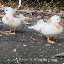 Load image into Gallery viewer, White Mandarin Duck (Young Adult)