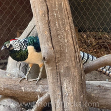 Load image into Gallery viewer, Lady Amherst Pheasant (Chick)
