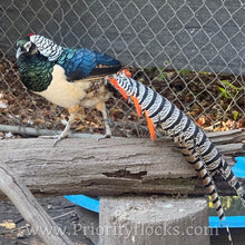 Load image into Gallery viewer, Lady Amherst Pheasant (Chick)