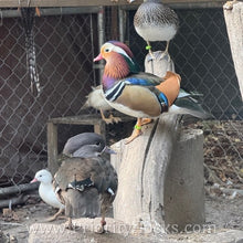 Load image into Gallery viewer, Mandarin Duck (Young Adult)