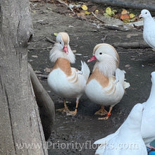 Load image into Gallery viewer, White Mandarin Duck (Young Adult)