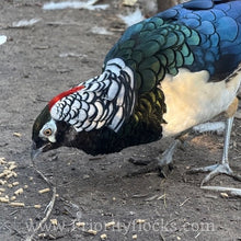 Load image into Gallery viewer, Lady Amherst Pheasant (Chick)
